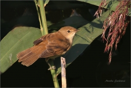 <p>RÁKOSNÍK OBECNÝ (Acrocephalus scirpaceus) Horní Podluží, Velký rybník /Eurasian reed warbler - Teichrohrsänger/</p>